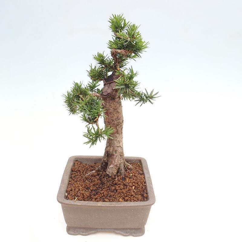 Bonsai im Freien - Taxus cuspidata - Japanische Eibe