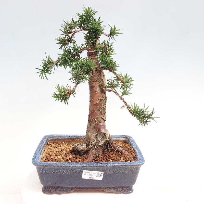 Bonsai im Freien - Taxus cuspidata - Japanische Eibe