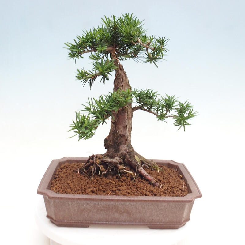 Bonsai im Freien - Taxus cuspidata - Japanische Eibe