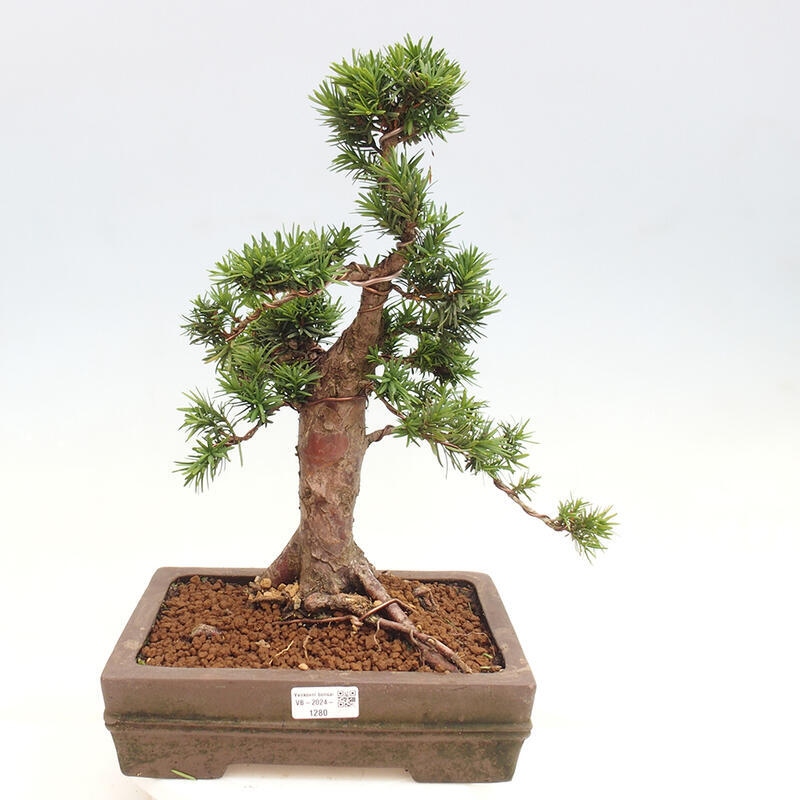 Bonsai im Freien - Taxus cuspidata - Japanische Eibe