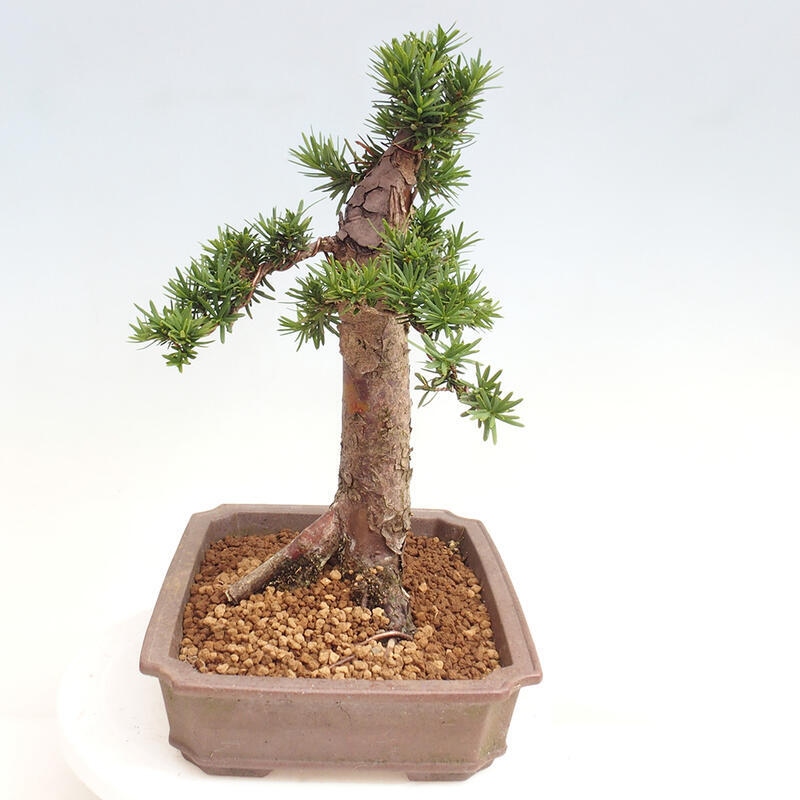 Bonsai im Freien - Taxus cuspidata - Japanische Eibe