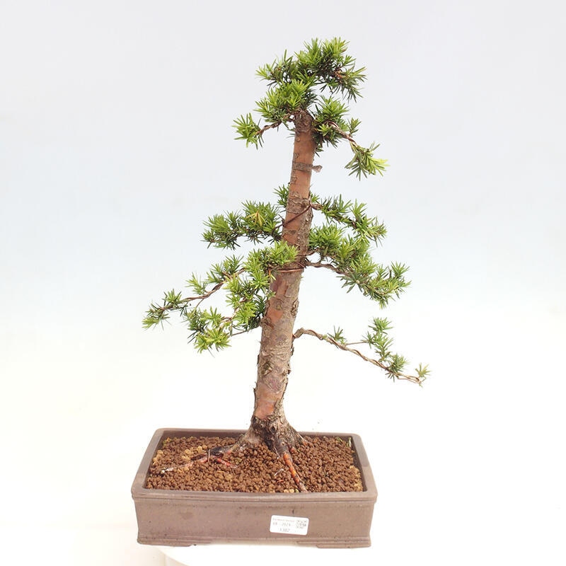 Bonsai im Freien - Taxus cuspidata - Japanische Eibe