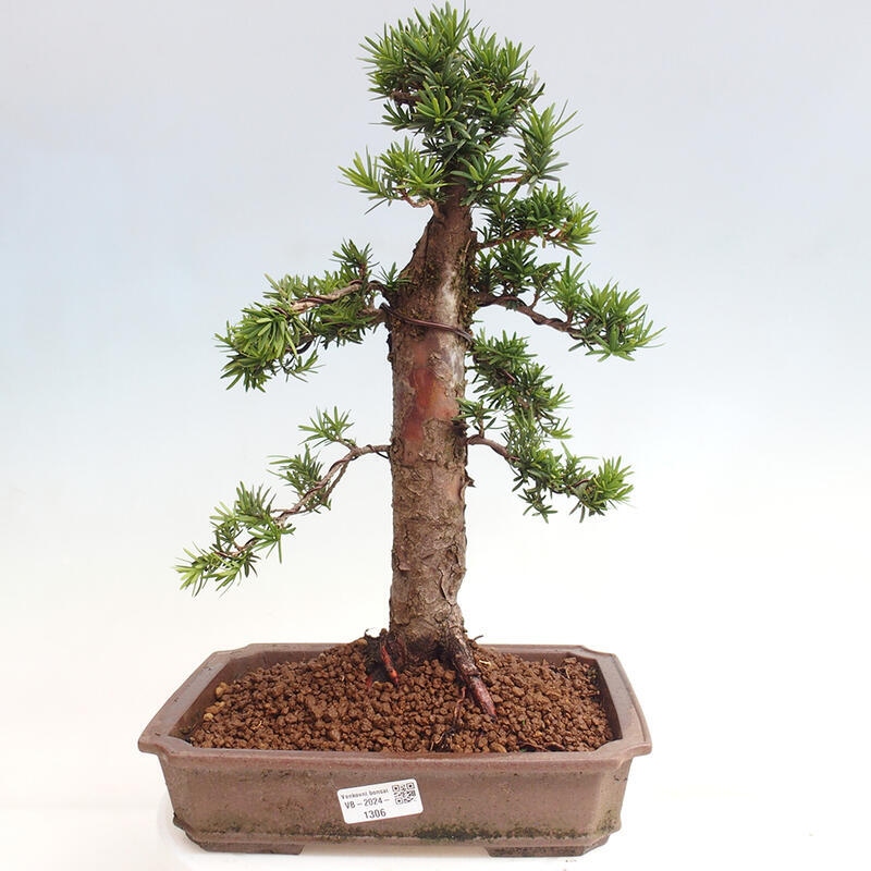 Bonsai im Freien - Taxus cuspidata - Japanische Eibe