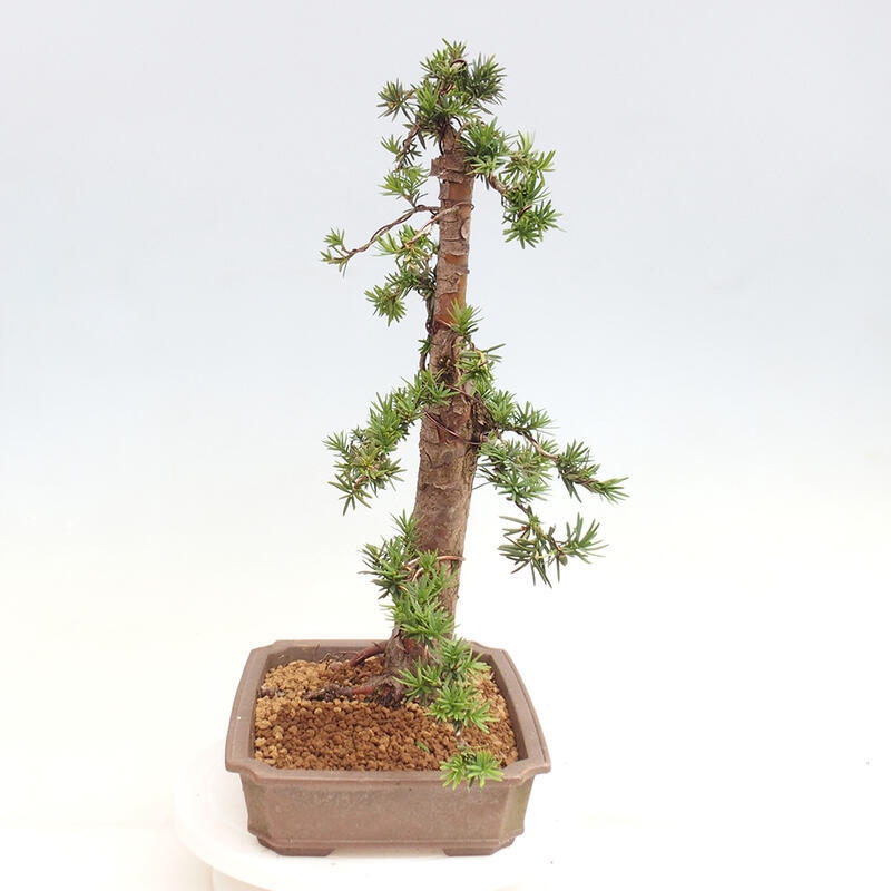 Bonsai im Freien - Taxus cuspidata - Japanische Eibe