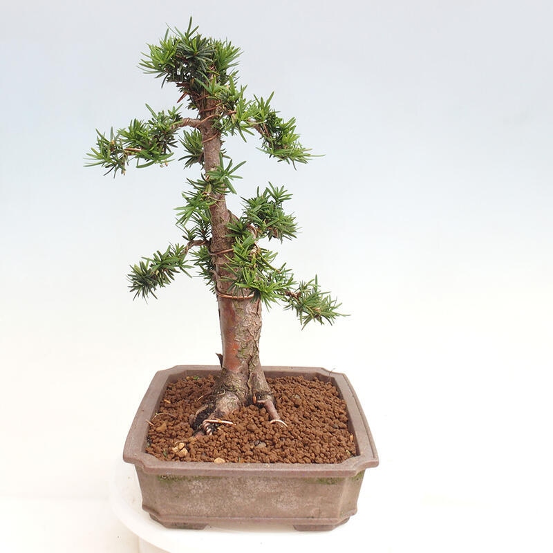 Bonsai im Freien - Taxus cuspidata - Japanische Eibe