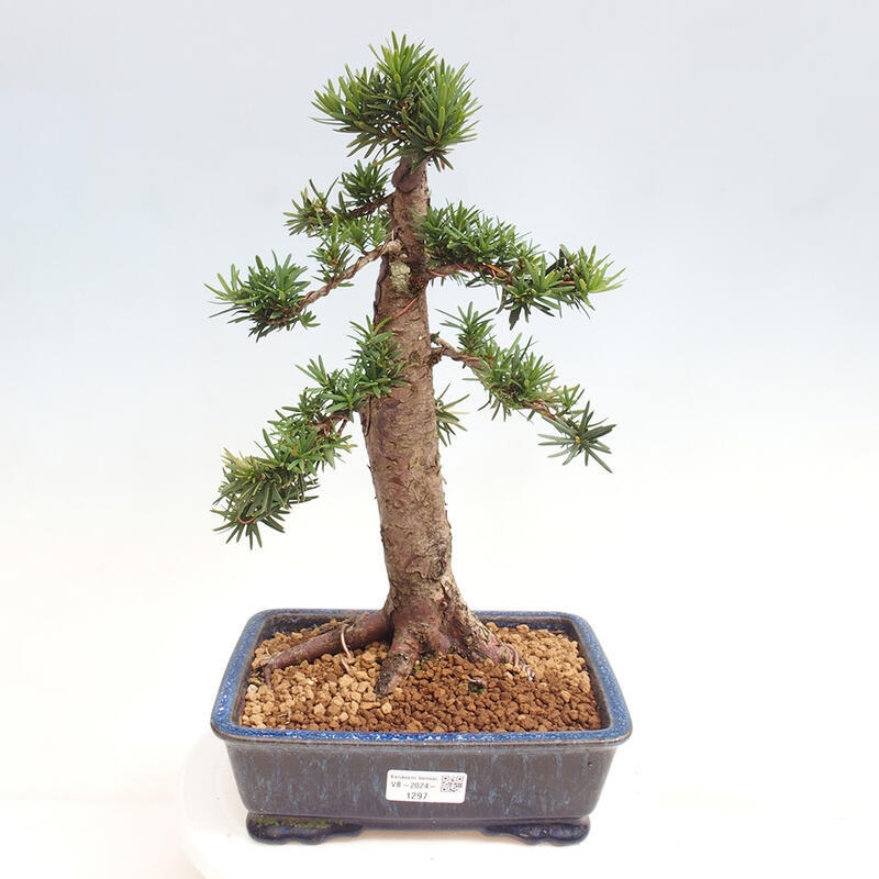 Bonsai im Freien - Taxus cuspidata - Japanische Eibe