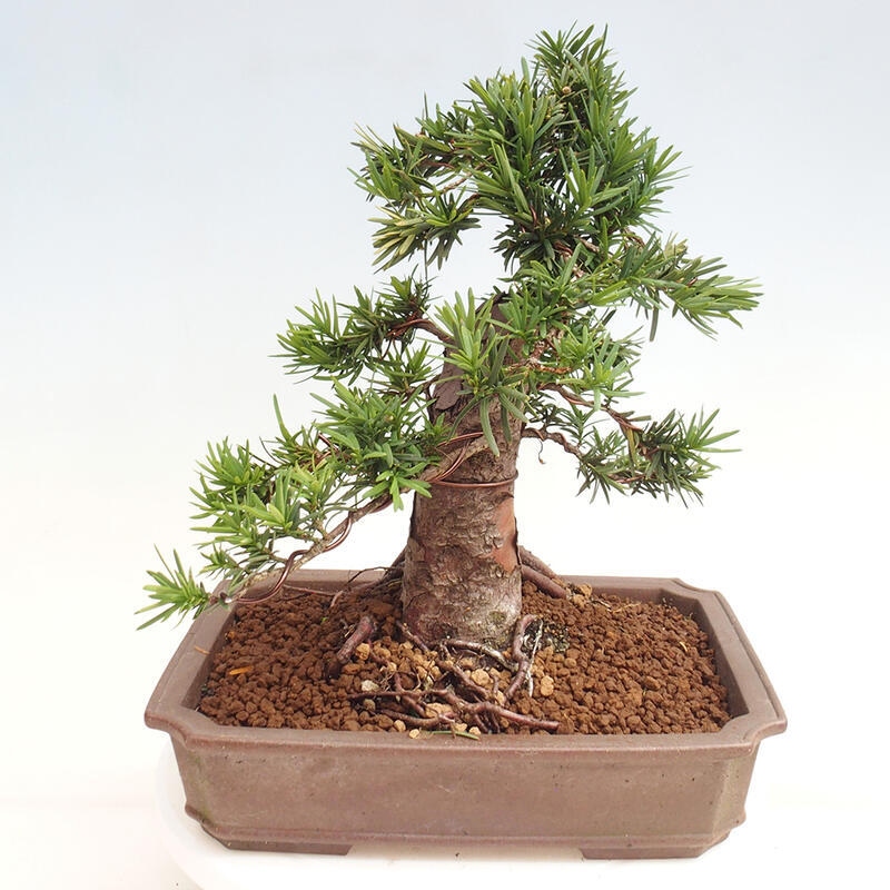 Bonsai im Freien - Taxus cuspidata - Japanische Eibe