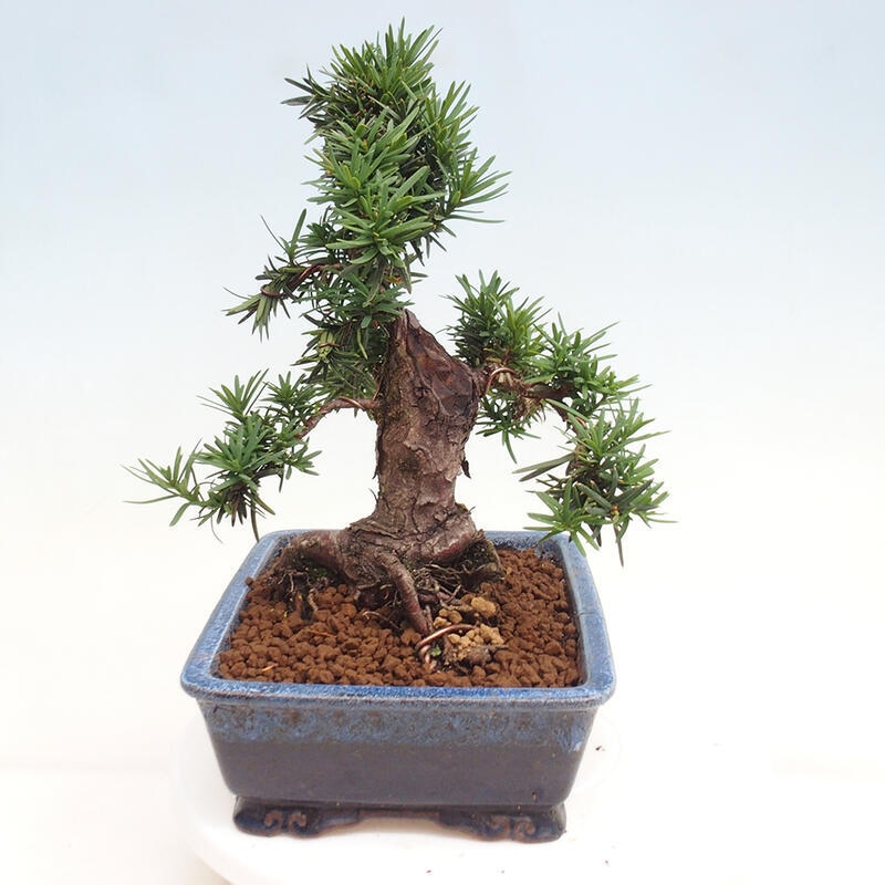 Bonsai im Freien - Taxus cuspidata - Japanische Eibe