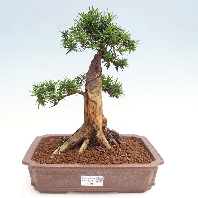 Bonsai im Freien - Taxus cuspidata - Japanische Eibe