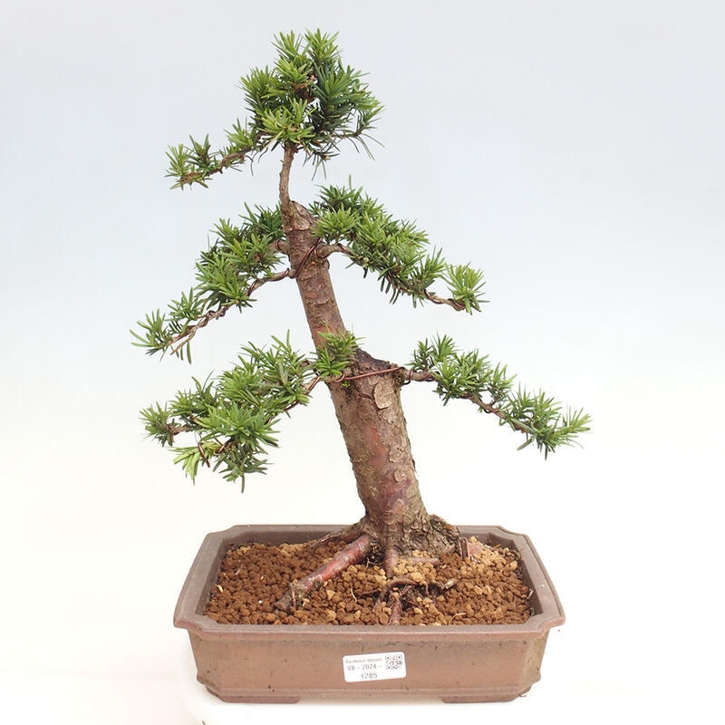 Bonsai im Freien - Taxus cuspidata - Japanische Eibe