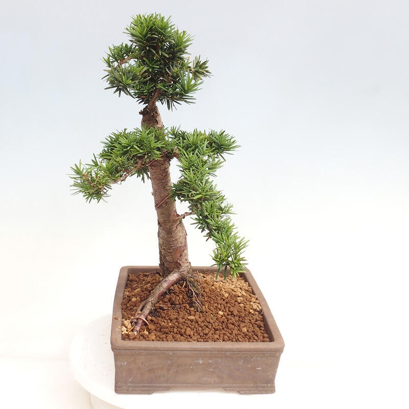 Bonsai im Freien - Taxus cuspidata - Japanische Eibe