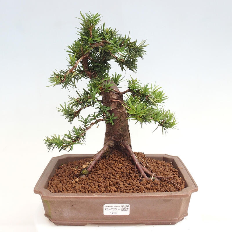 Bonsai im Freien - Taxus cuspidata - Japanische Eibe