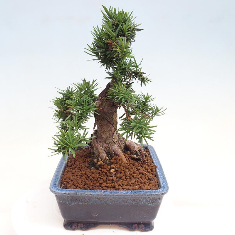 Bonsai im Freien - Taxus cuspidata - Japanische Eibe