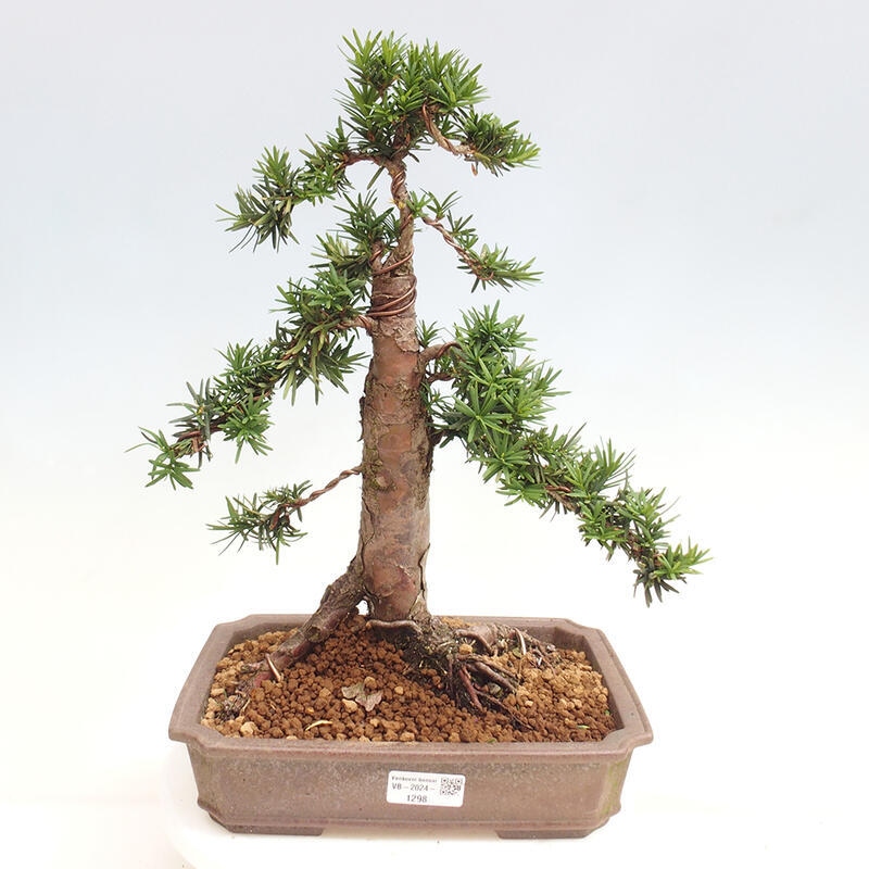 Bonsai im Freien - Taxus cuspidata - Japanische Eibe