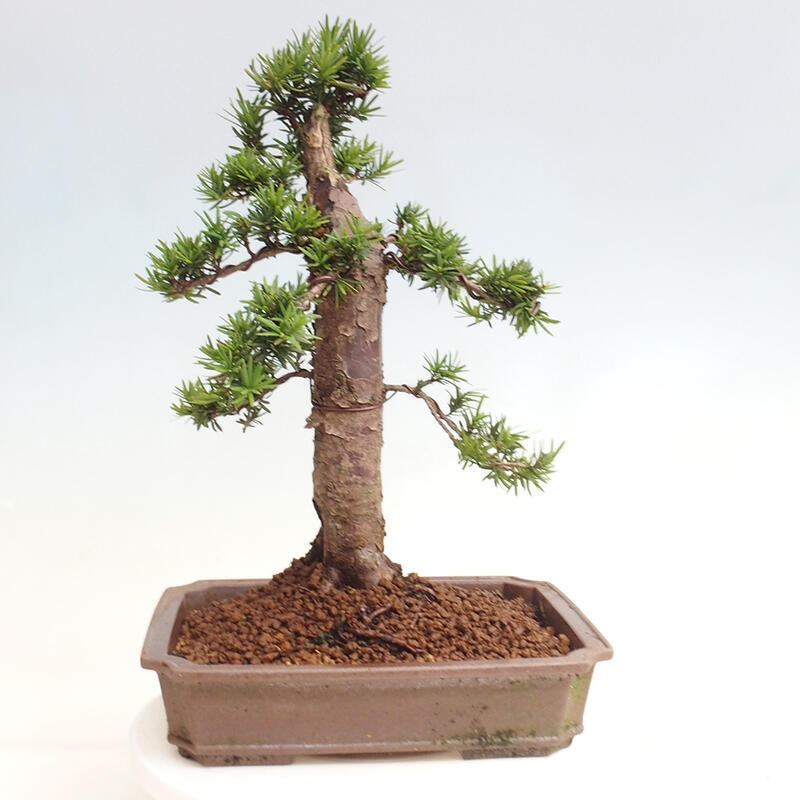 Bonsai im Freien - Taxus cuspidata - Japanische Eibe