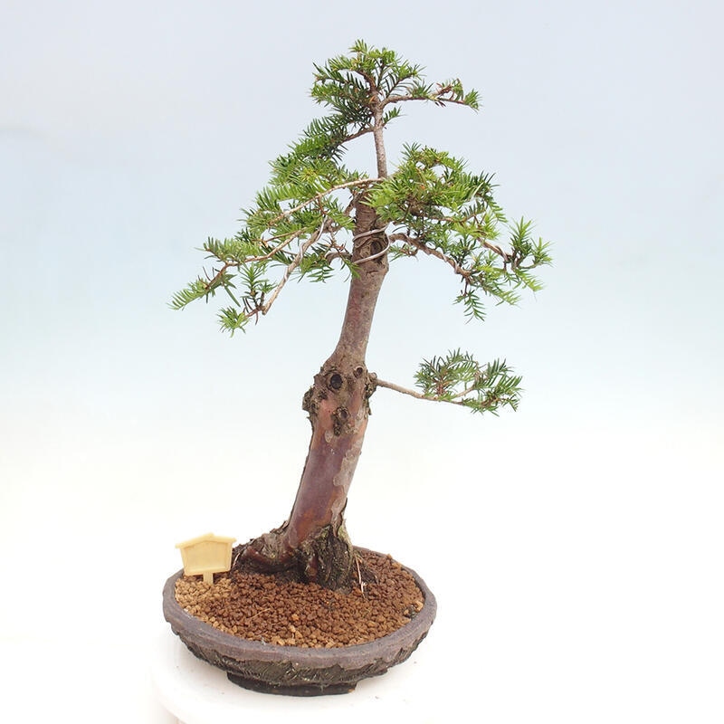 Bonsai im Freien - Taxus cuspidata - Japanische Eibe