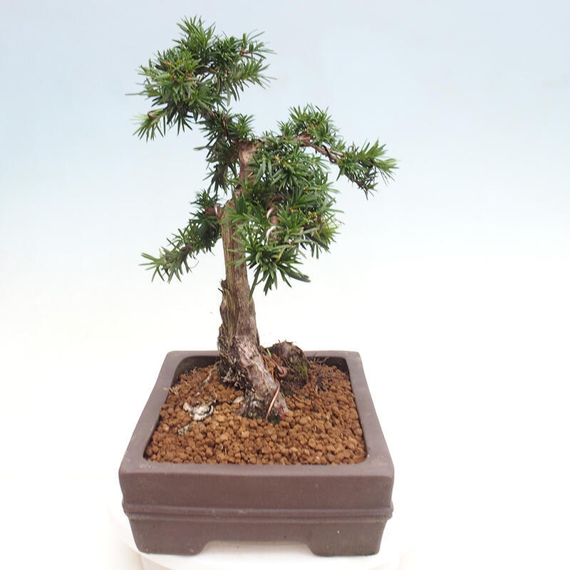 Bonsai im Freien - Taxus cuspidata - Japanische Eibe