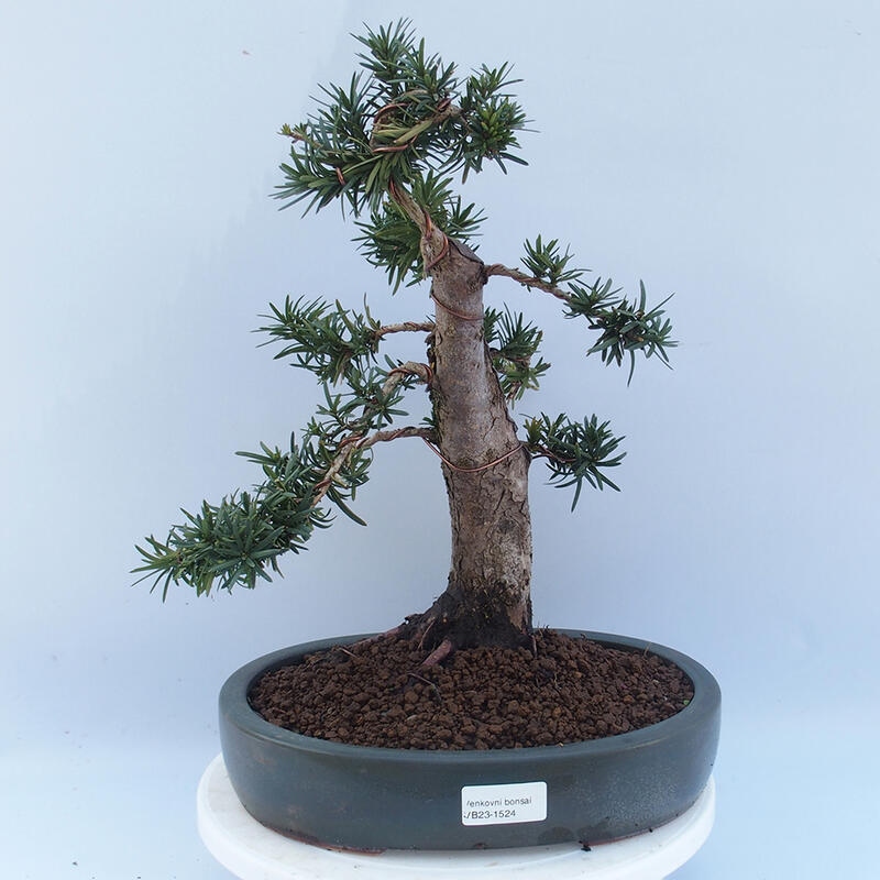 Bonsai im Freien - Taxus cuspidata - Japanische Eibe