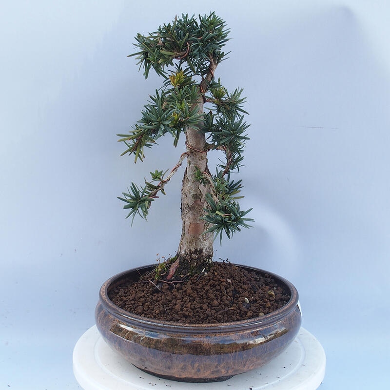 Bonsai im Freien - Taxus cuspidata - Japanische Eibe