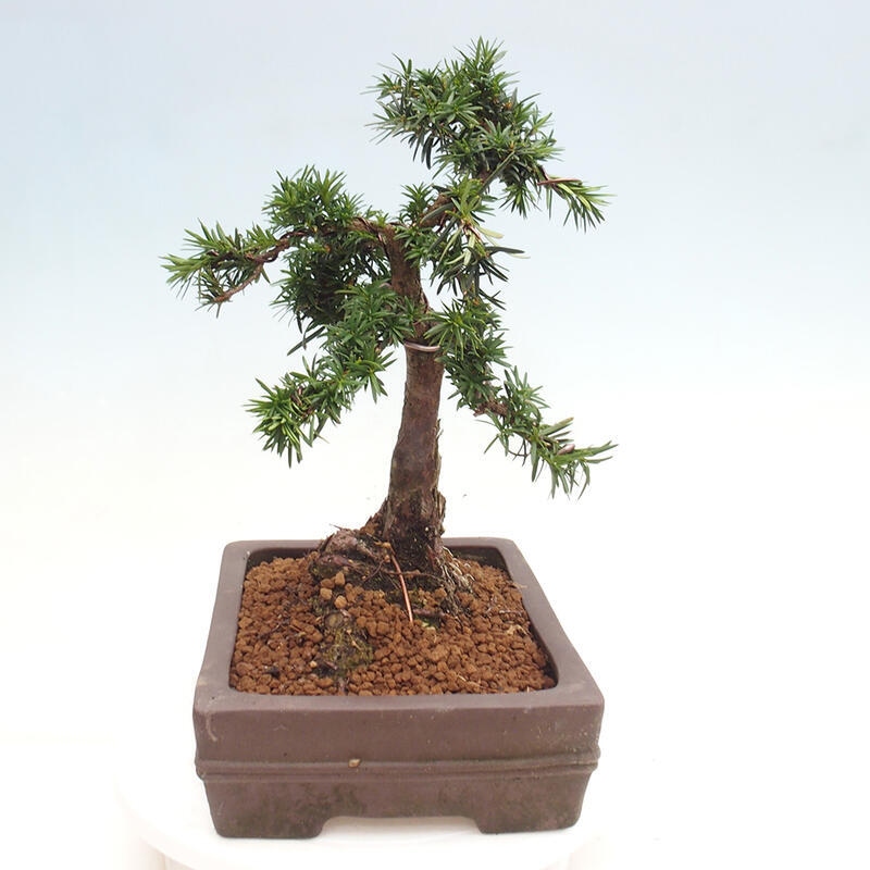 Bonsai im Freien - Taxus cuspidata - Japanische Eibe