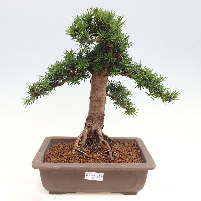 Bonsai im Freien - Taxus cuspidata - Japanische Eibe