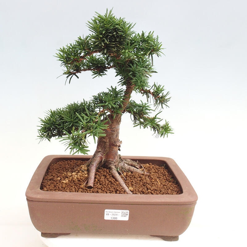 Bonsai im Freien - Taxus cuspidata - Japanische Eibe