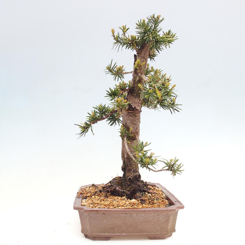 Bonsai im Freien - Taxus cuspidata - Japanische Eibe