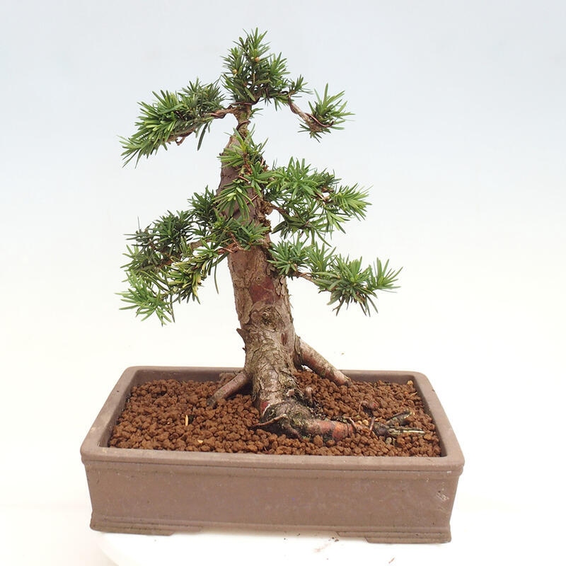 Bonsai im Freien - Taxus cuspidata - Japanische Eibe