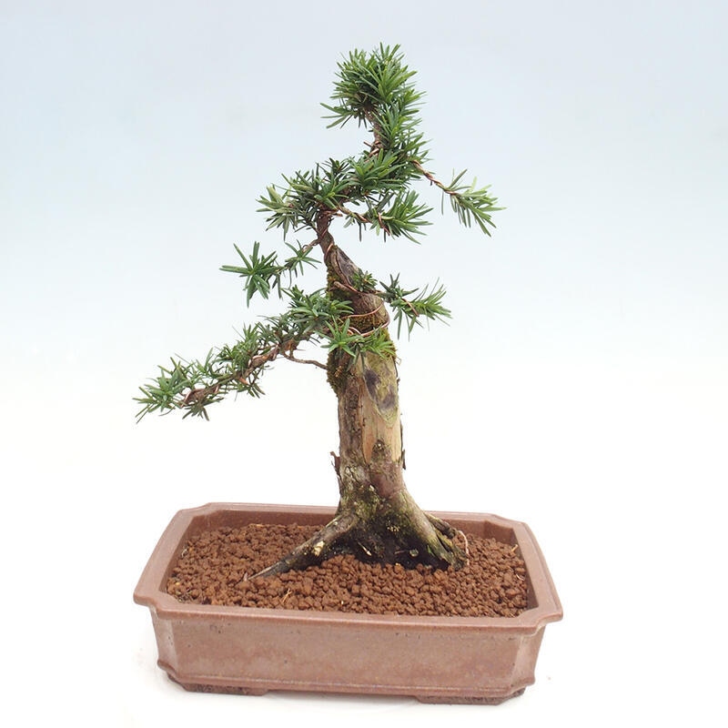 Bonsai im Freien - Taxus cuspidata - Japanische Eibe