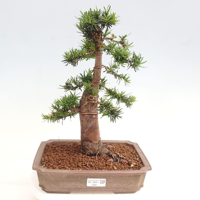 Bonsai im Freien - Taxus cuspidata - Japanische Eibe