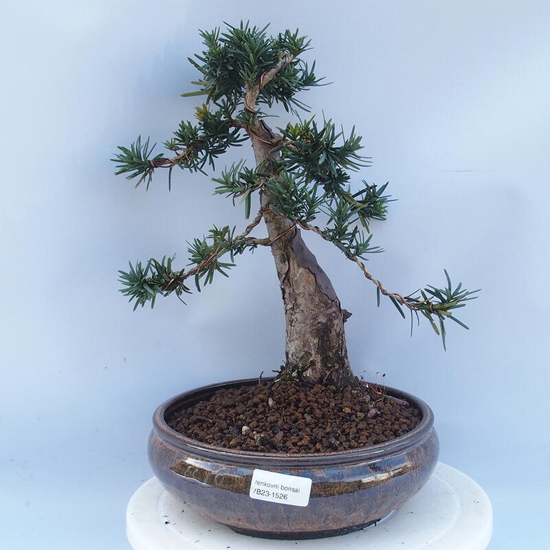 Bonsai im Freien - Taxus cuspidata - Japanische Eibe