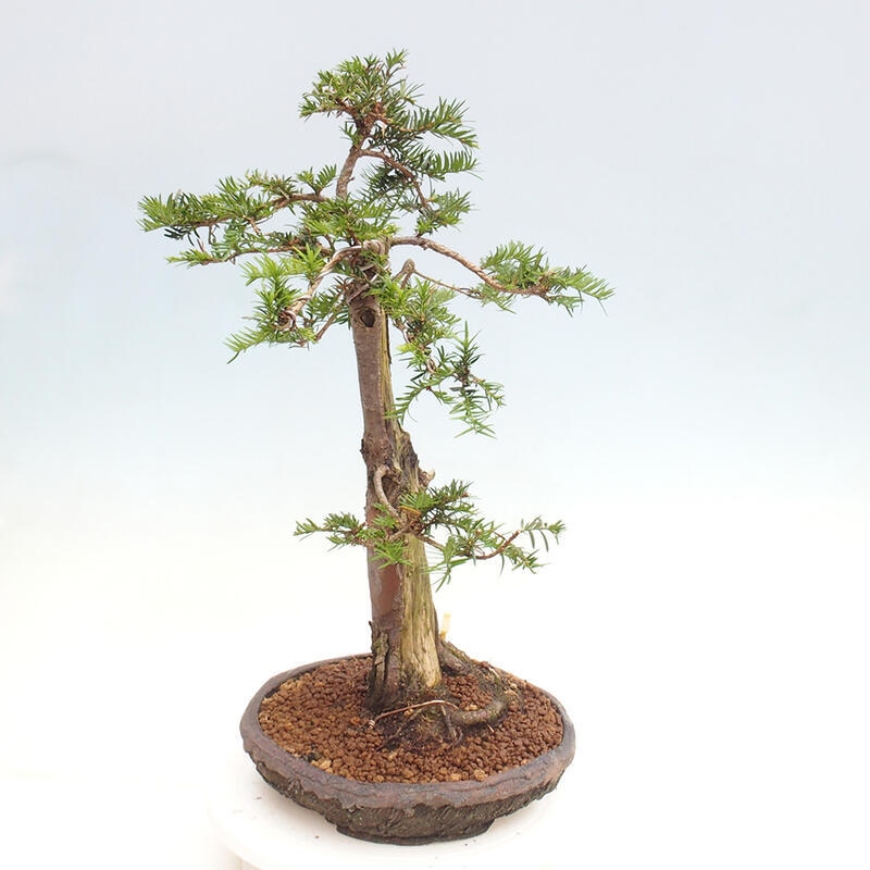 Bonsai im Freien - Taxus cuspidata - Japanische Eibe