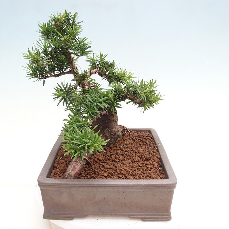 Bonsai im Freien - Taxus cuspidata - Japanische Eibe