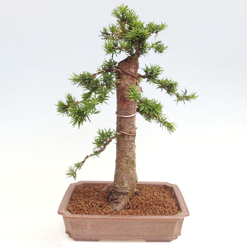 Bonsai im Freien - Taxus cuspidata - Japanische Eibe