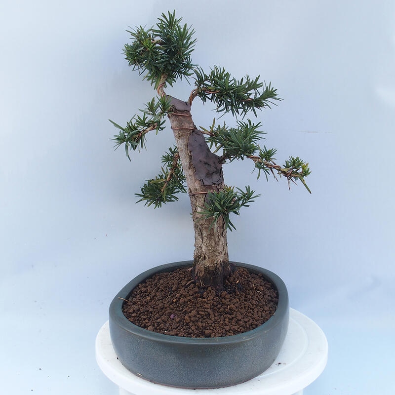 Bonsai im Freien - Taxus cuspidata - Japanische Eibe