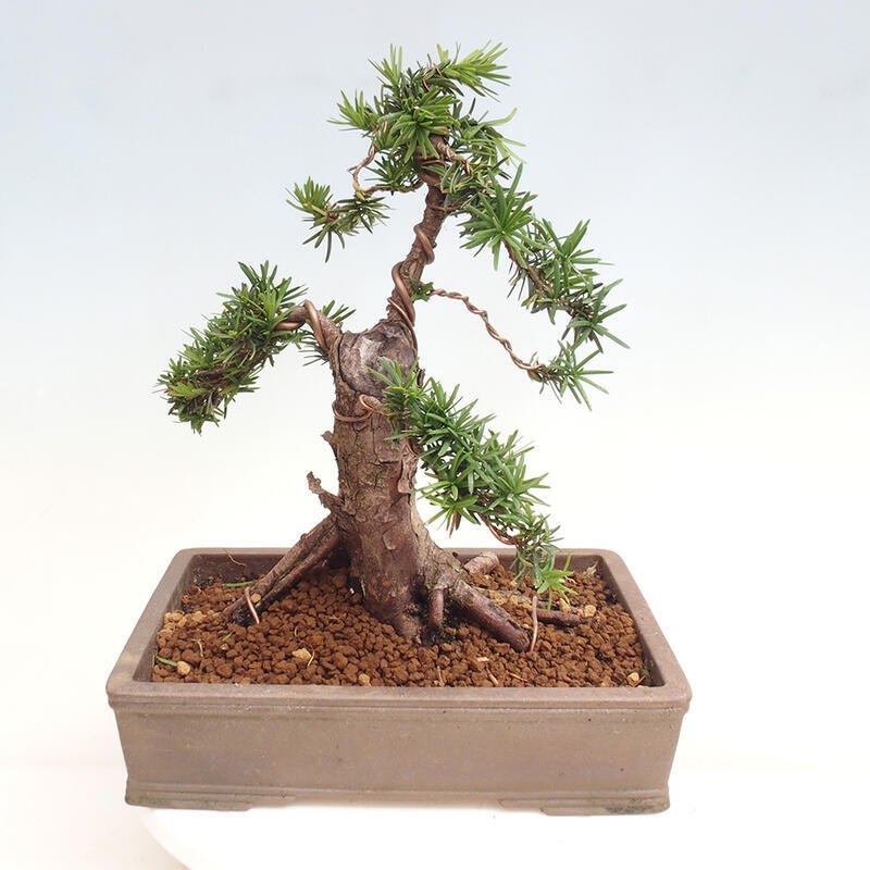 Bonsai im Freien - Taxus cuspidata - Japanische Eibe