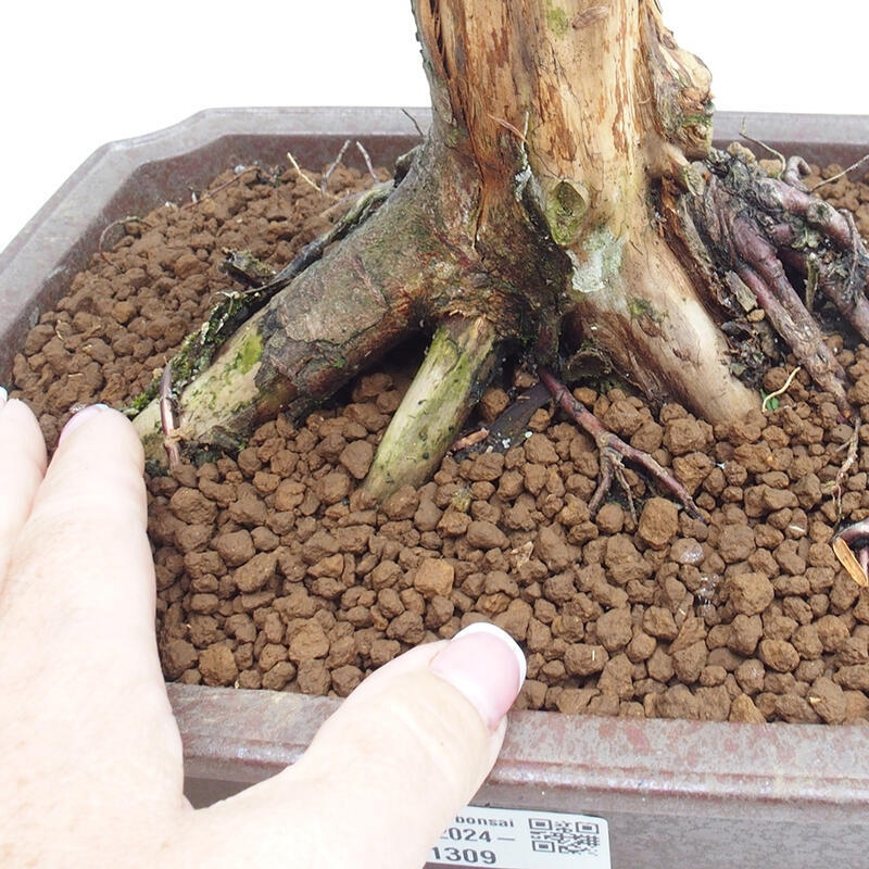 Bonsai im Freien - Taxus cuspidata - Japanische Eibe