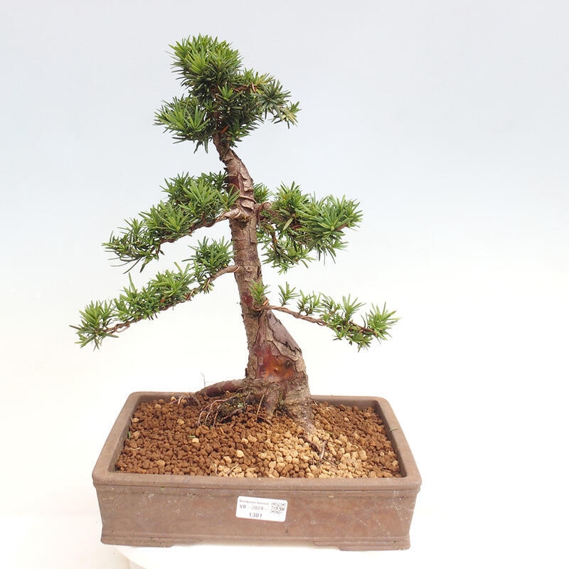 Bonsai im Freien - Taxus cuspidata - Japanische Eibe