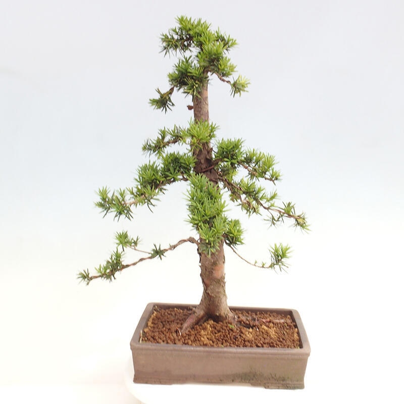 Bonsai im Freien - Taxus cuspidata - Japanische Eibe