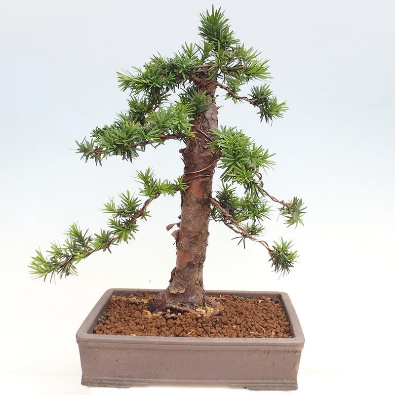 Bonsai im Freien - Taxus cuspidata - Japanische Eibe