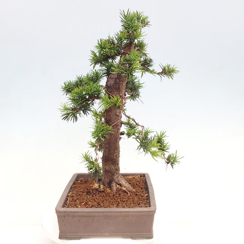 Bonsai im Freien - Taxus cuspidata - Japanische Eibe