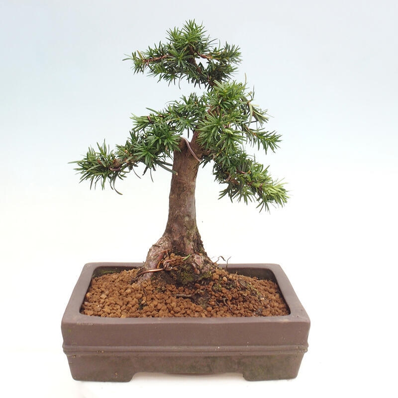 Bonsai im Freien - Taxus cuspidata - Japanische Eibe