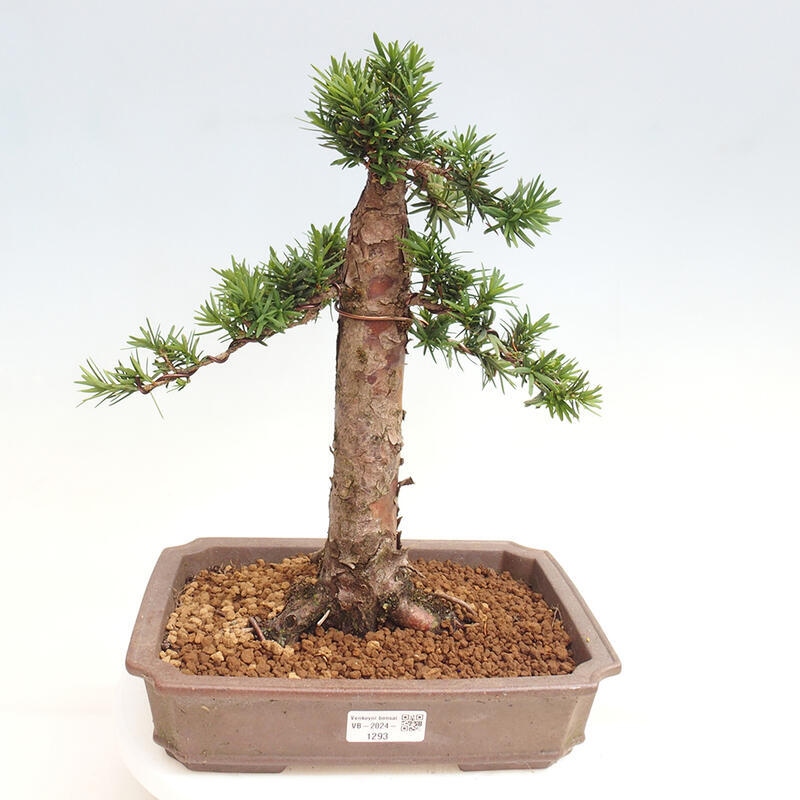 Bonsai im Freien - Taxus cuspidata - Japanische Eibe