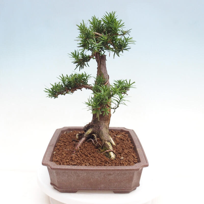 Bonsai im Freien - Taxus cuspidata - Japanische Eibe