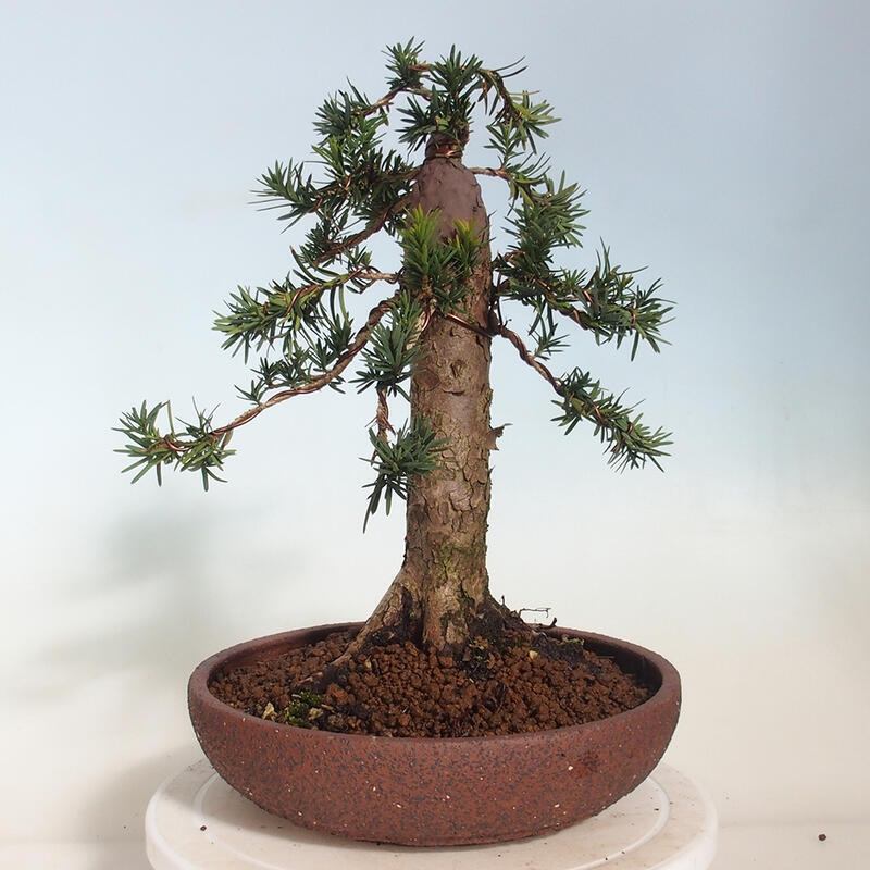 Bonsai im Freien - Taxus cuspidata - Japanische Eibe