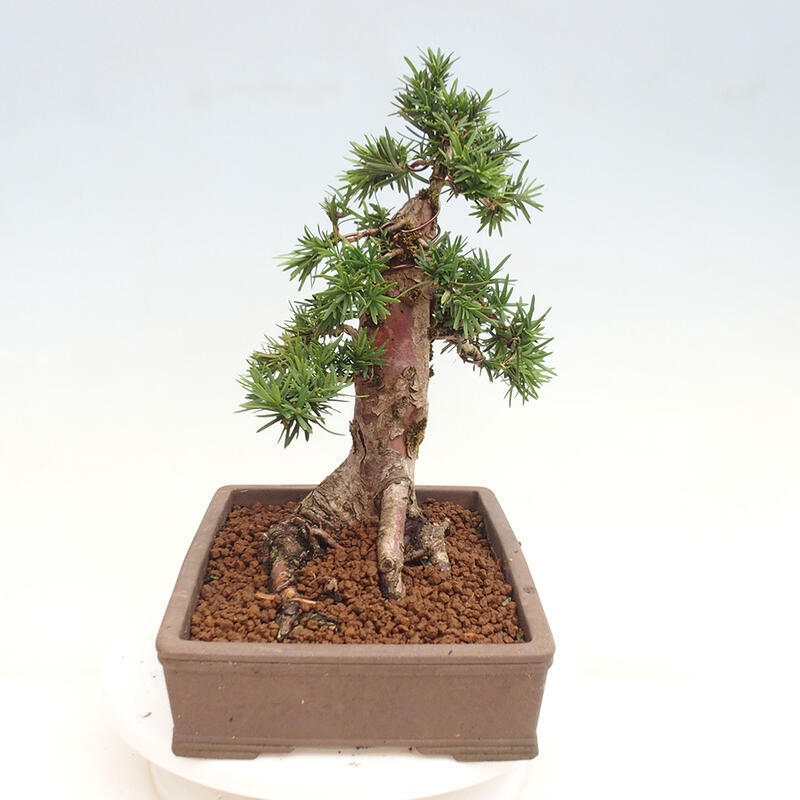 Bonsai im Freien - Taxus cuspidata - Japanische Eibe