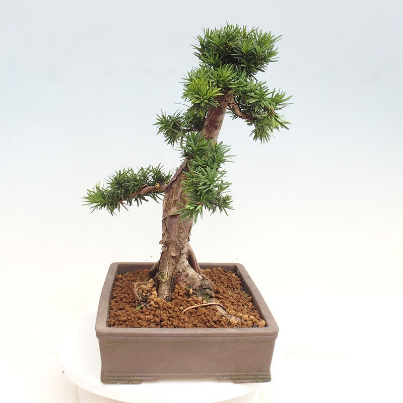 Bonsai im Freien - Taxus cuspidata - Japanische Eibe