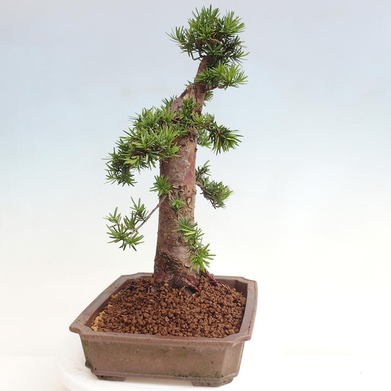 Bonsai im Freien - Taxus cuspidata - Japanische Eibe