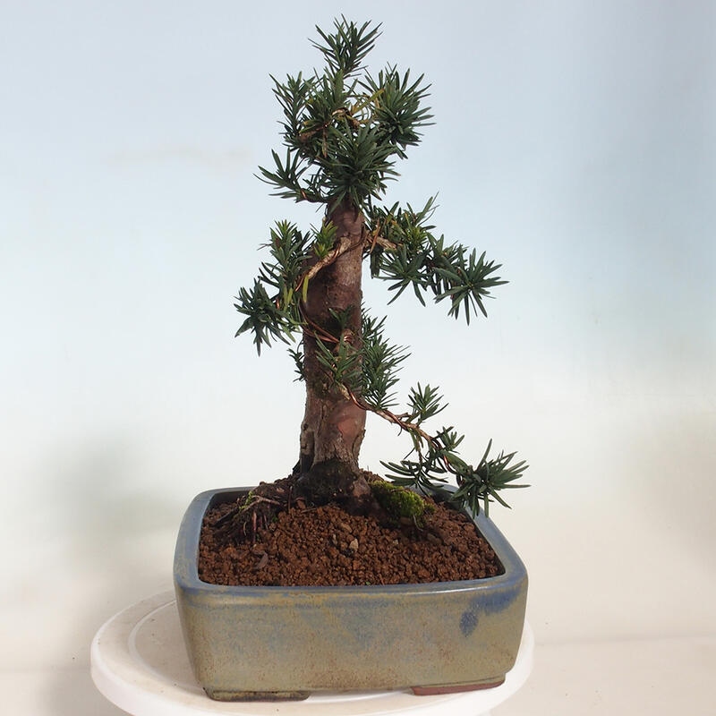 Bonsai im Freien - Taxus cuspidata - Japanische Eibe