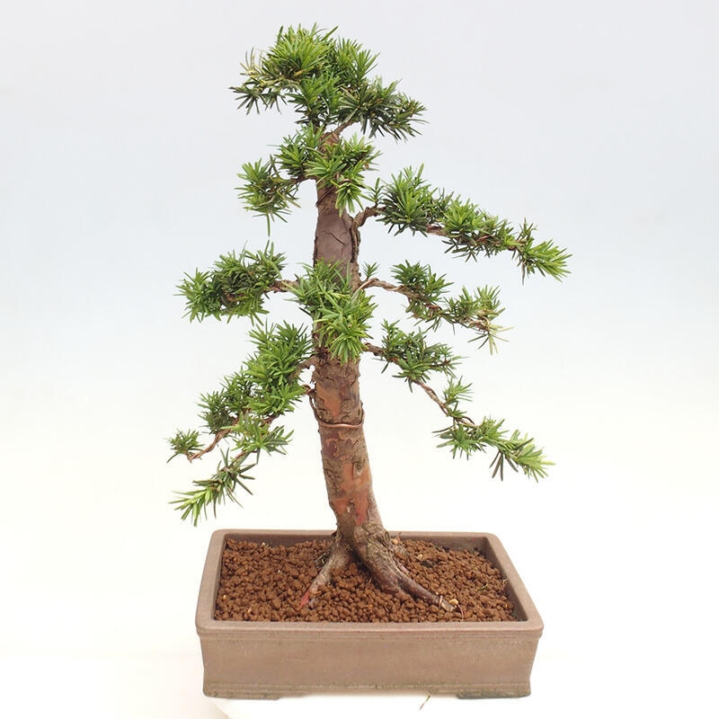 Bonsai im Freien - Taxus cuspidata - Japanische Eibe